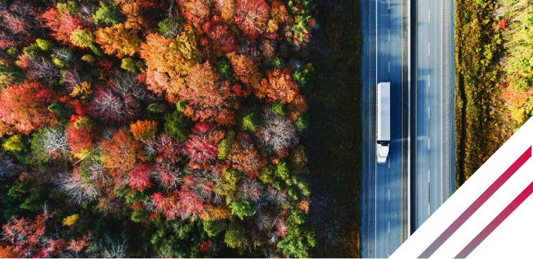 drzewa, samochód na ulicy